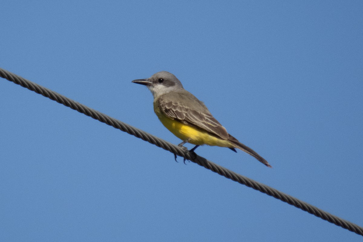 Tropical Kingbird - Marbry Hopkins