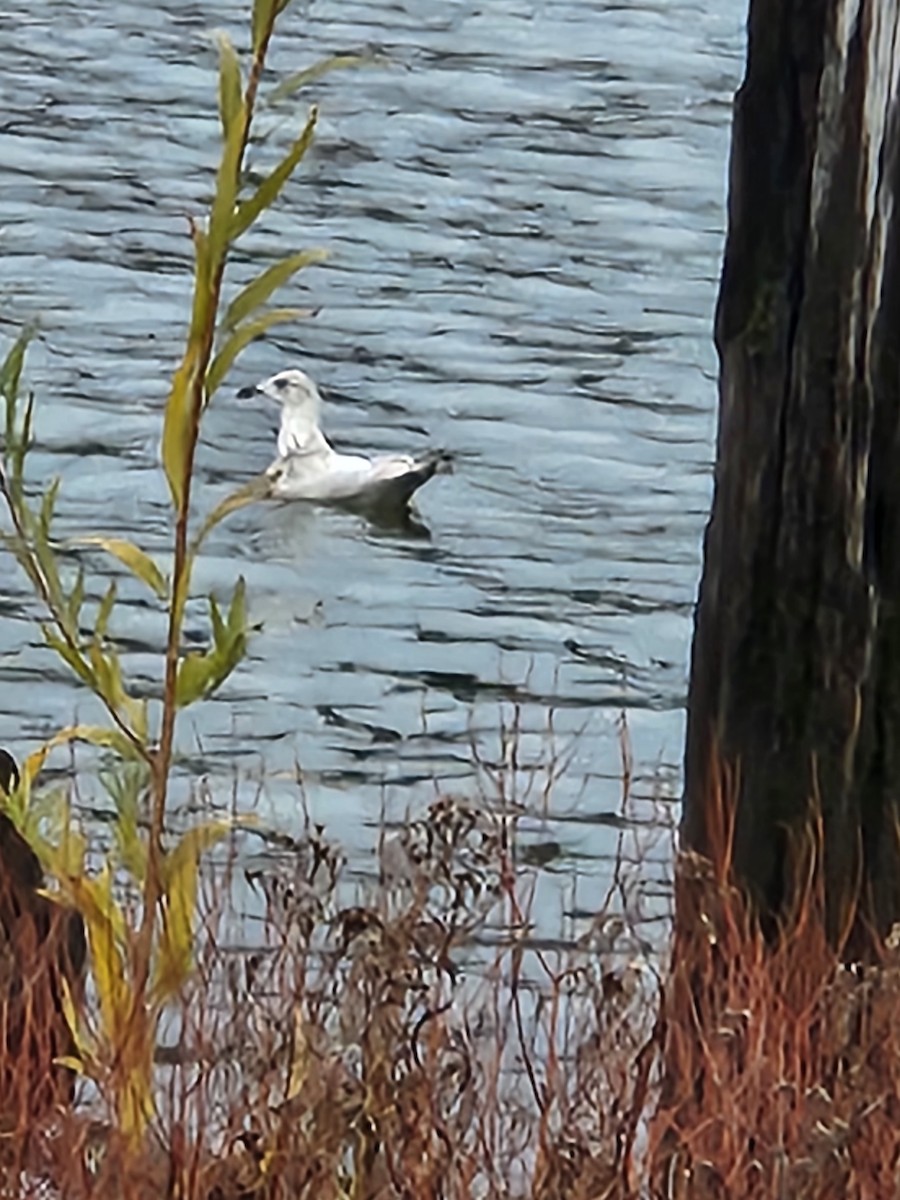 Iceland Gull - ML613317268