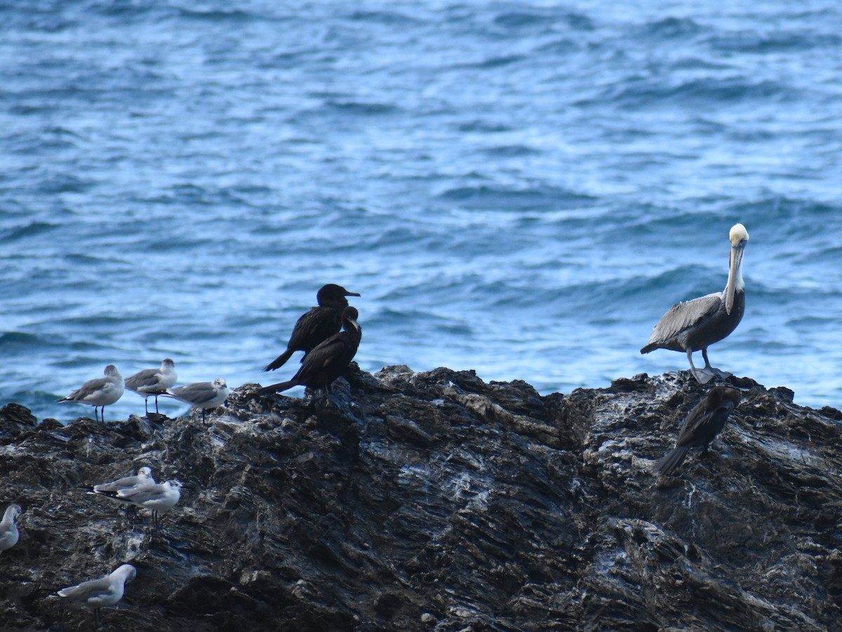 Neotropic Cormorant - ML613317281