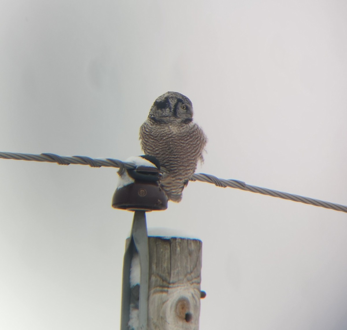 Northern Hawk Owl - ML613317282