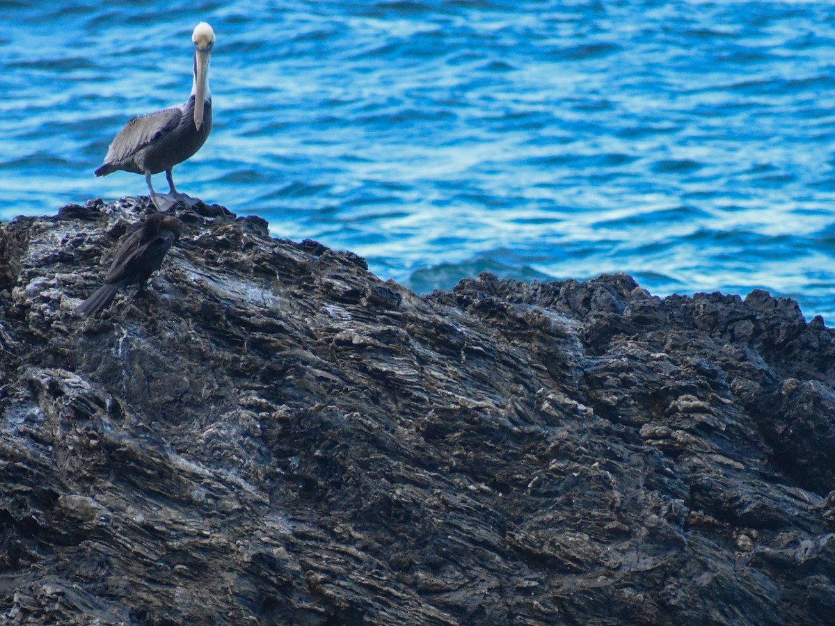 Brown Pelican - ML613317294