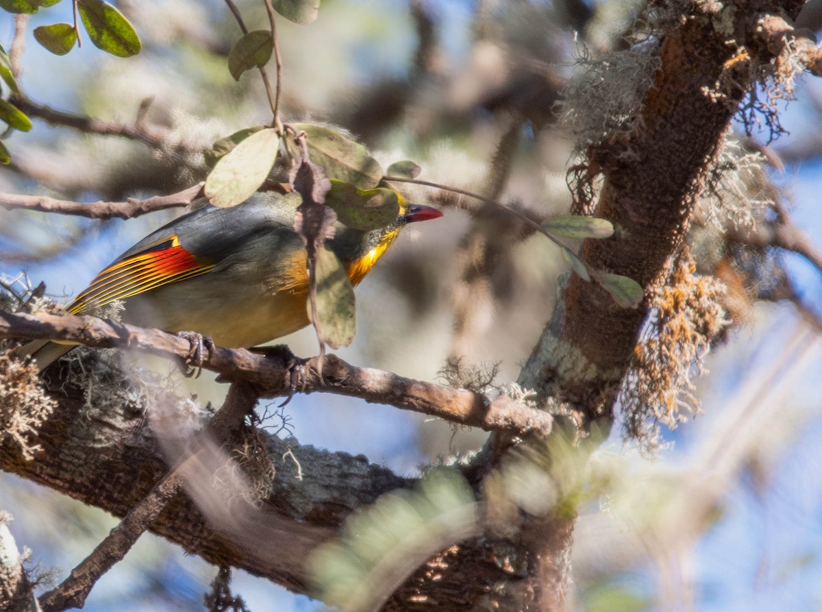 Red-billed Leiothrix - Henry Witsken