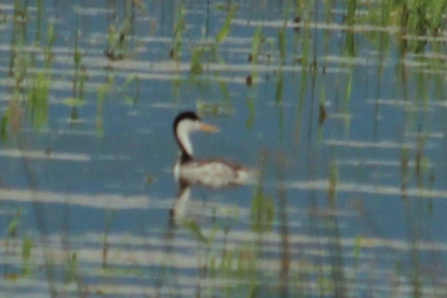 Clark's Grebe - ML613317414