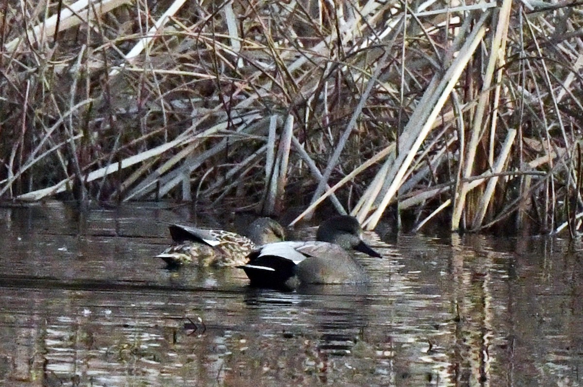 Gadwall - Steve Bennett