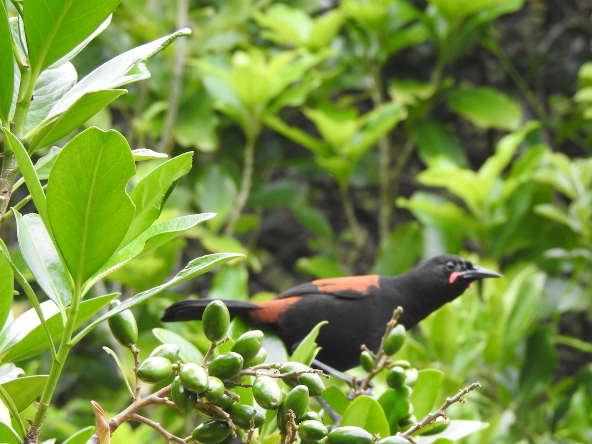 South Island Saddleback - ML613317421