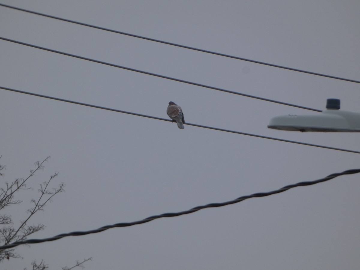 Rock Pigeon (Feral Pigeon) - ML613317446