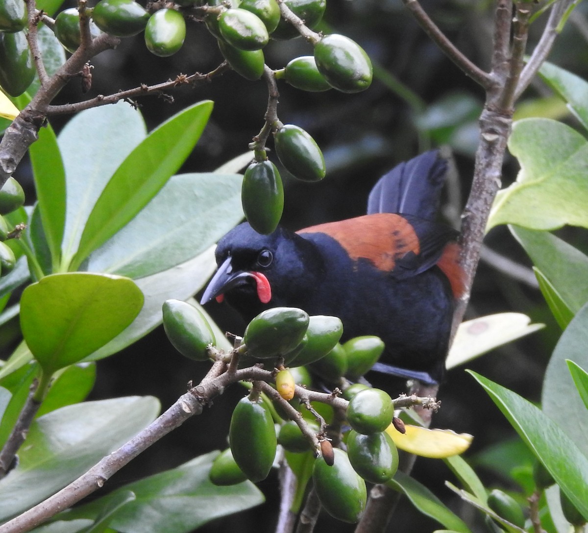 South Island Saddleback - ML613317474