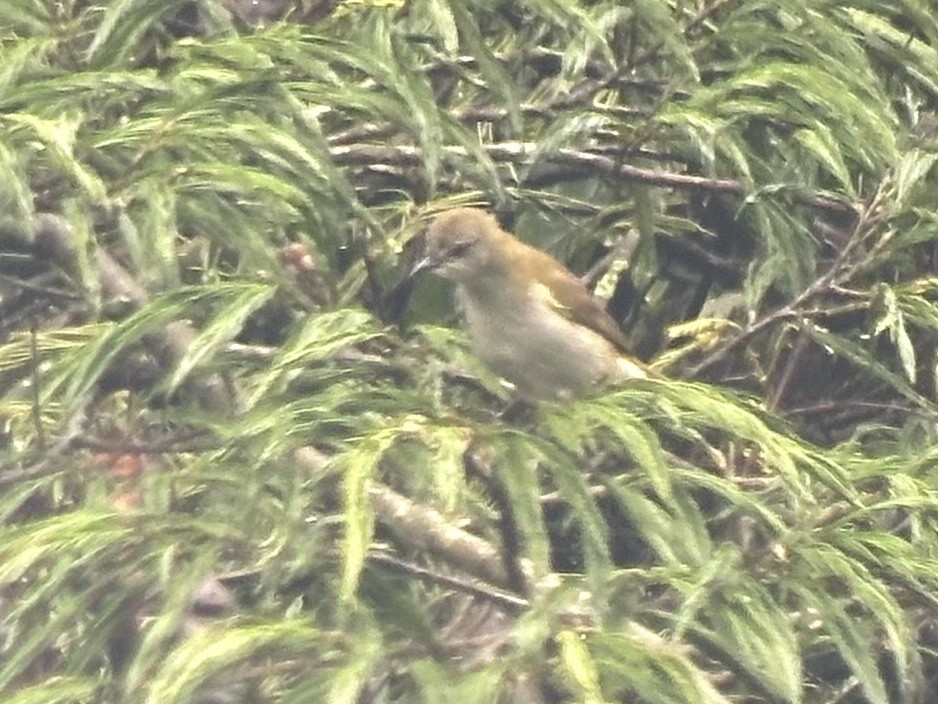 Slender-billed Greenbul - Jeff Bouton