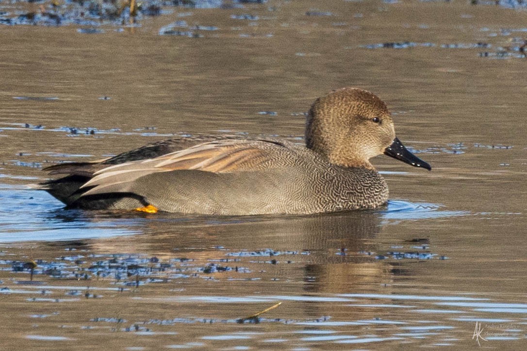 Gadwall - ML613317544