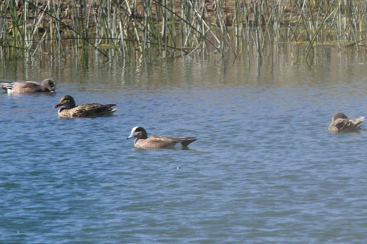 American Wigeon - ML613317568