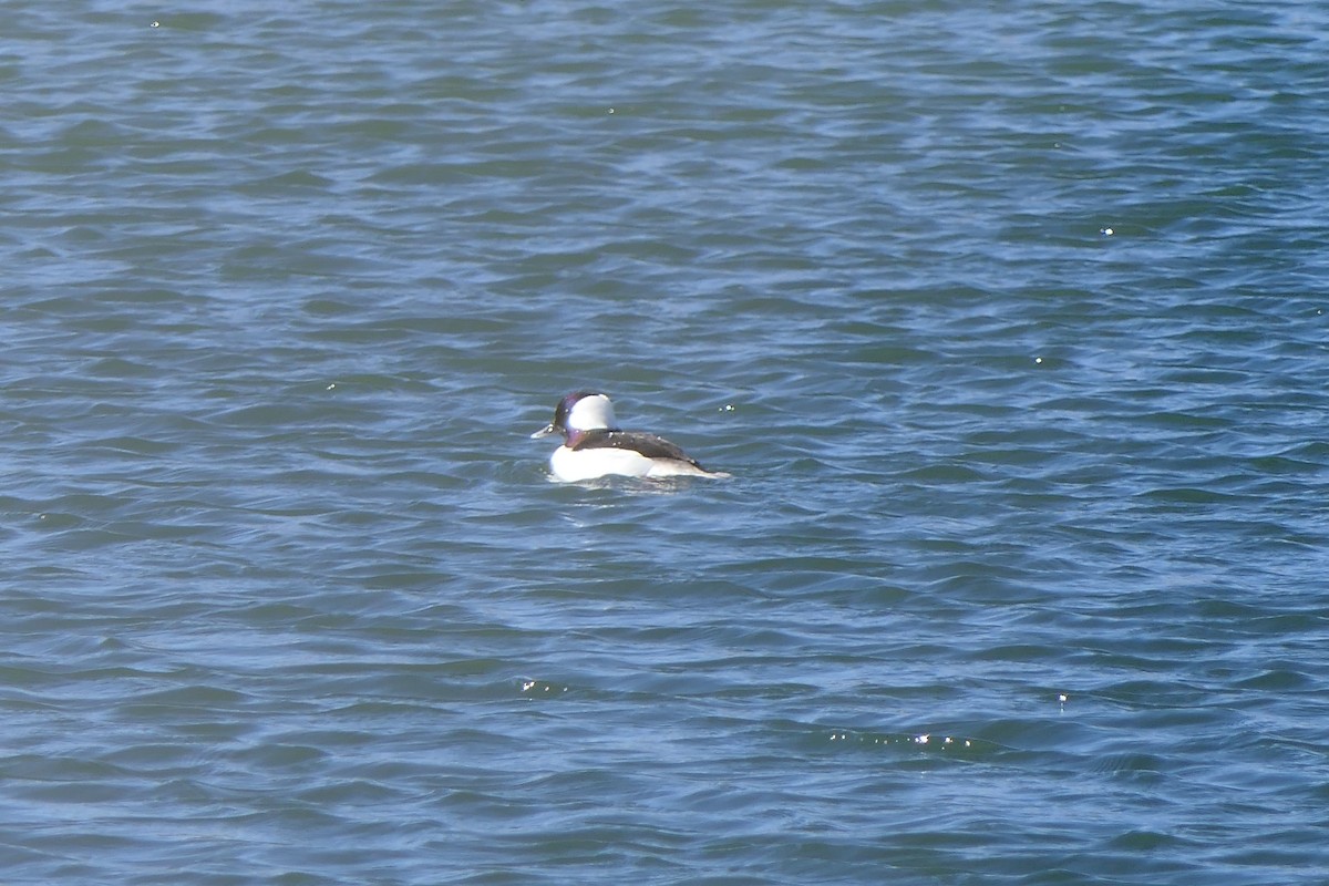 bøffeland - ML613317572