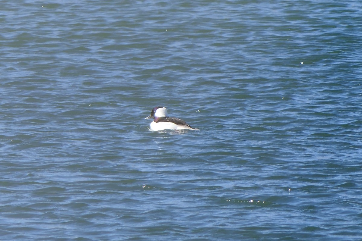 Bufflehead - Marc Bierdzinski