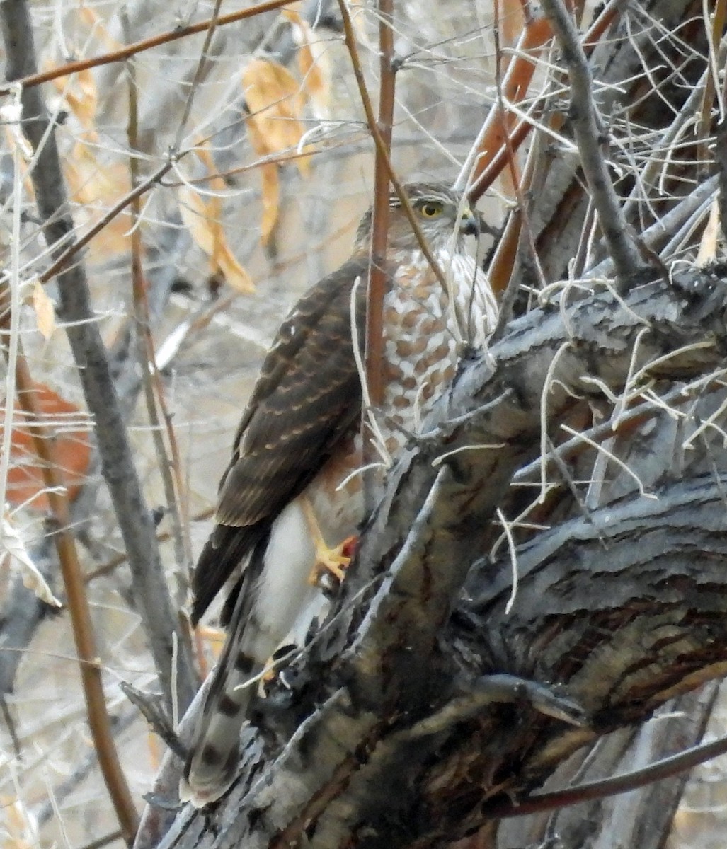 Sharp-shinned Hawk - ML613317603