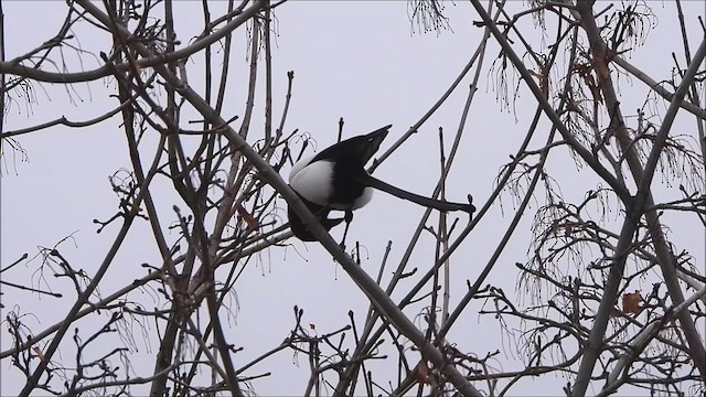 Black-billed Magpie - ML613317633