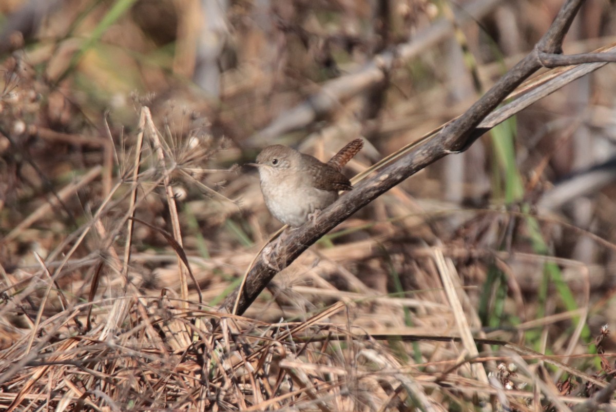 House Wren - Ruth King