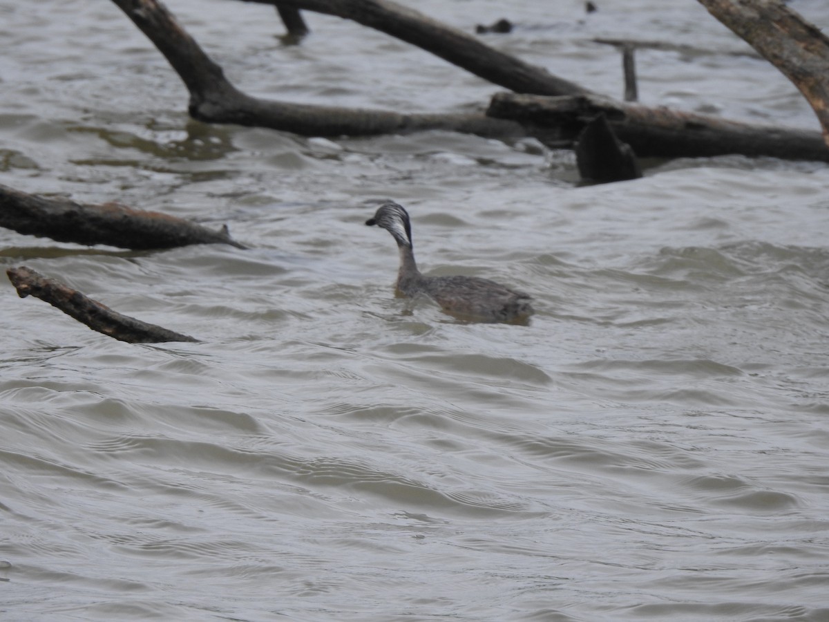 Hoary-headed Grebe - ML613317735