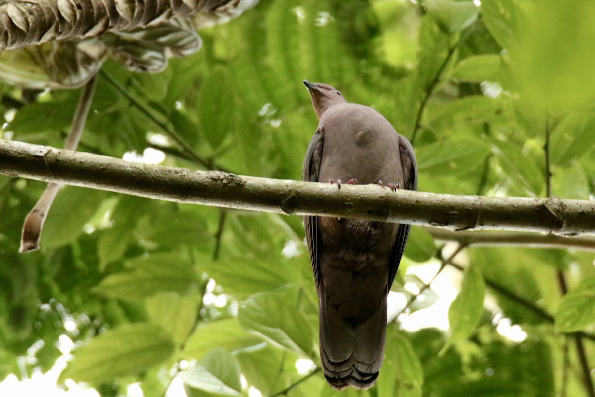 holub krátkozobý - ML613317778