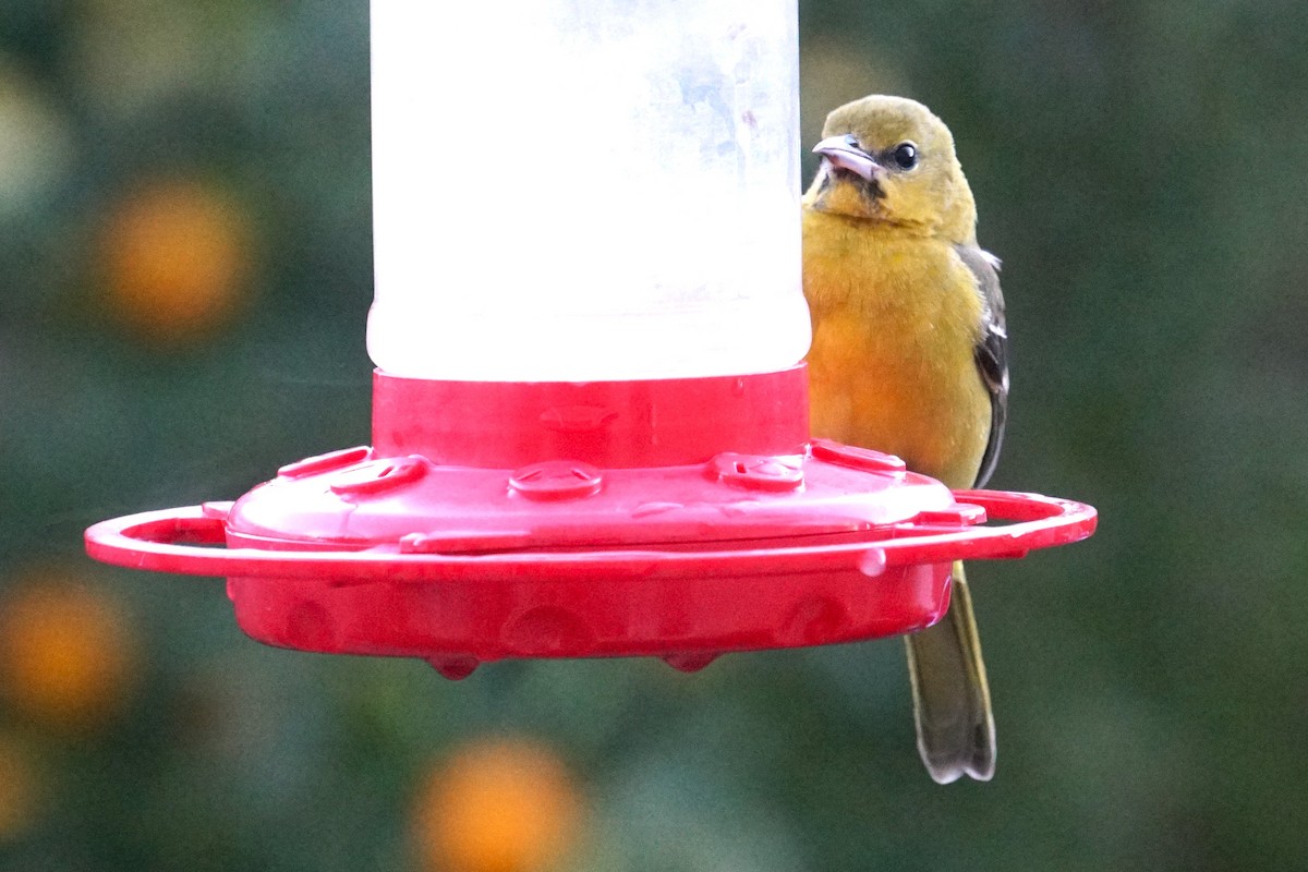 Hooded Oriole - ML613317821