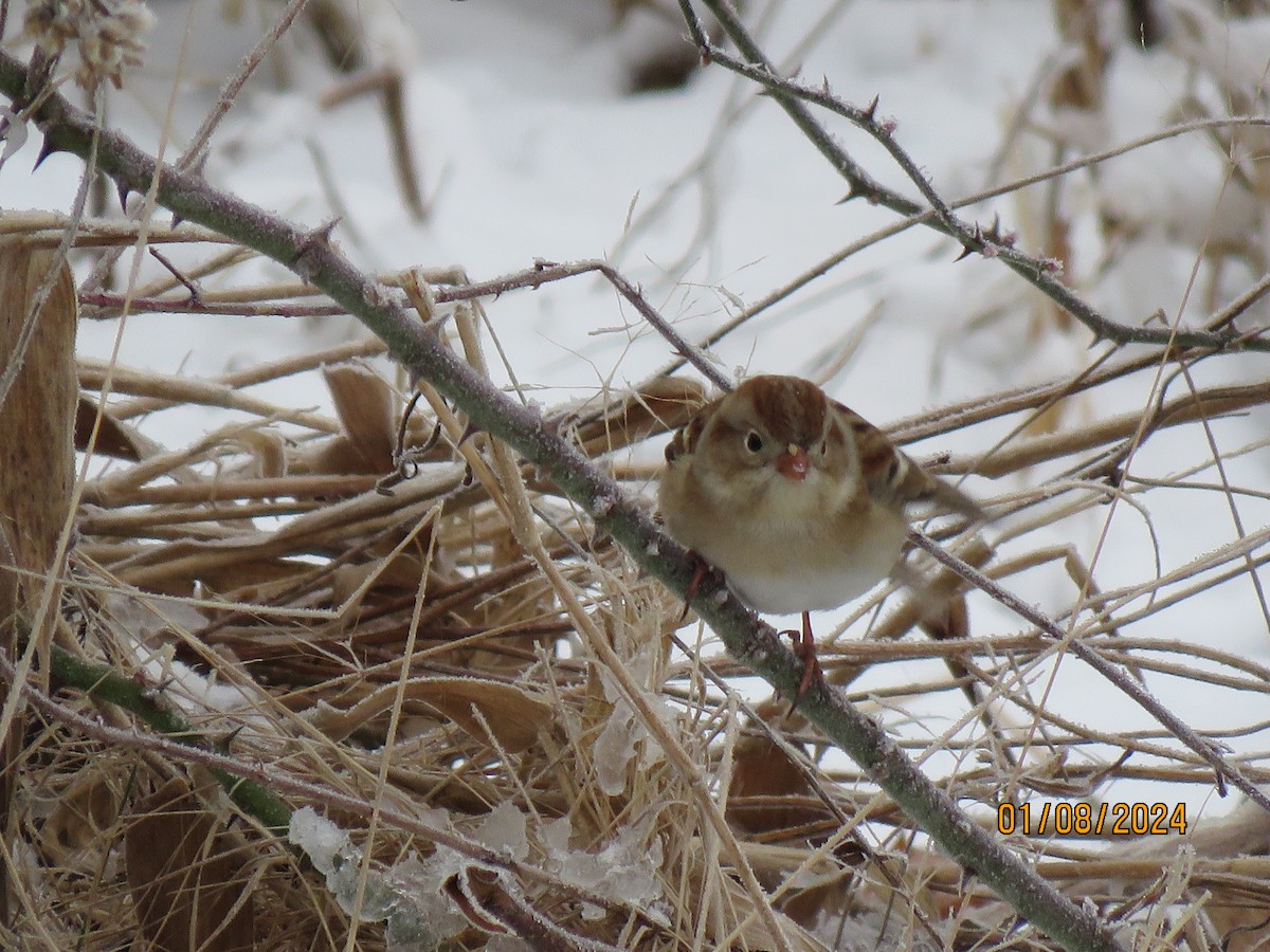 Field Sparrow - ML613317865