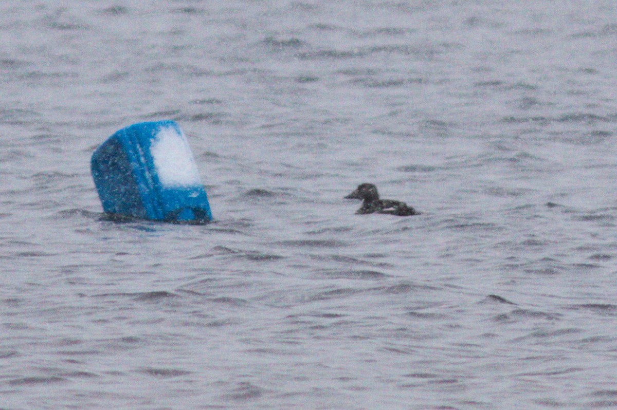 White-winged Scoter - Mary Powers