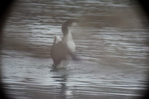 Common Loon - ML613317953