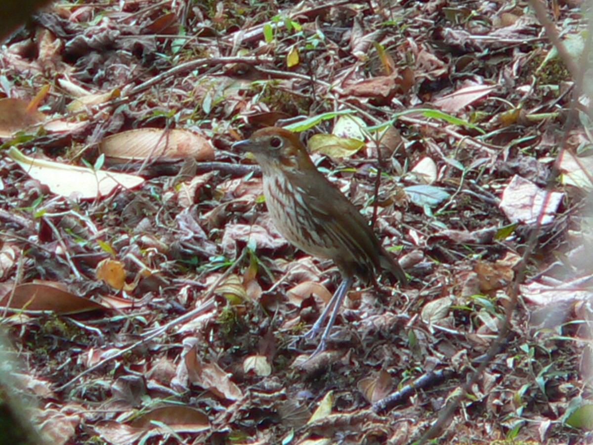 Chestnut-crowned Antpitta - ML613317955