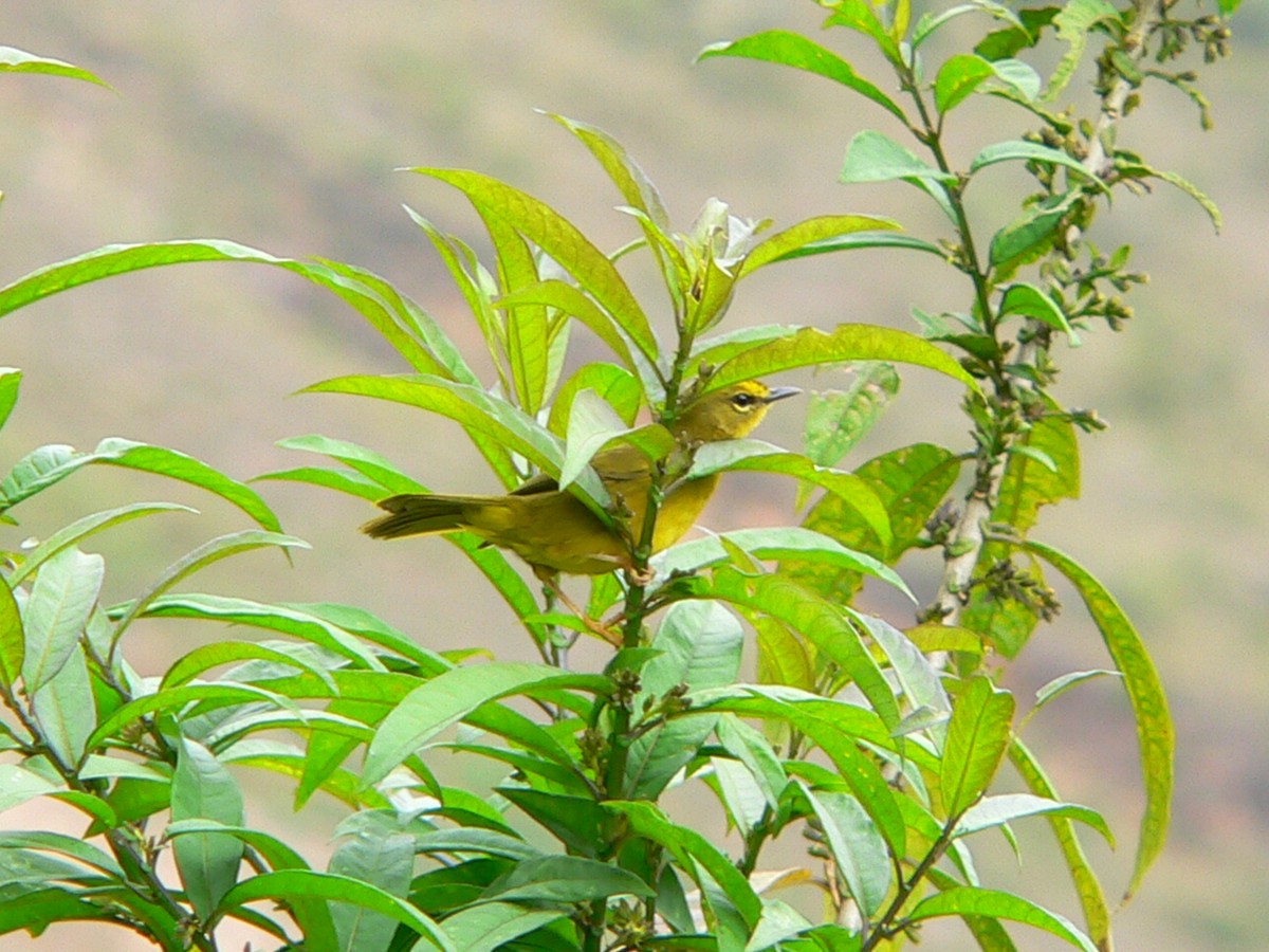 Black-crested Warbler - ML613317961