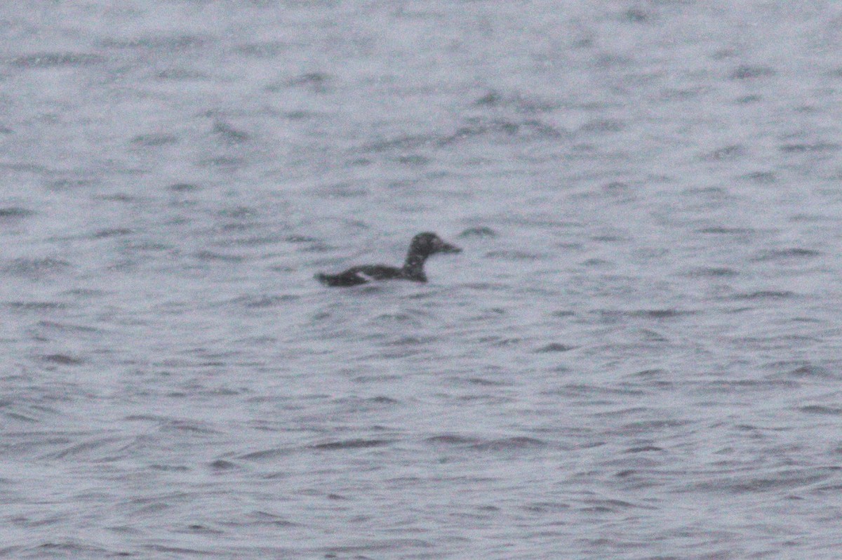 White-winged Scoter - Mary Powers