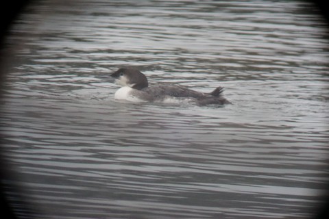 Common Loon - ML613317969