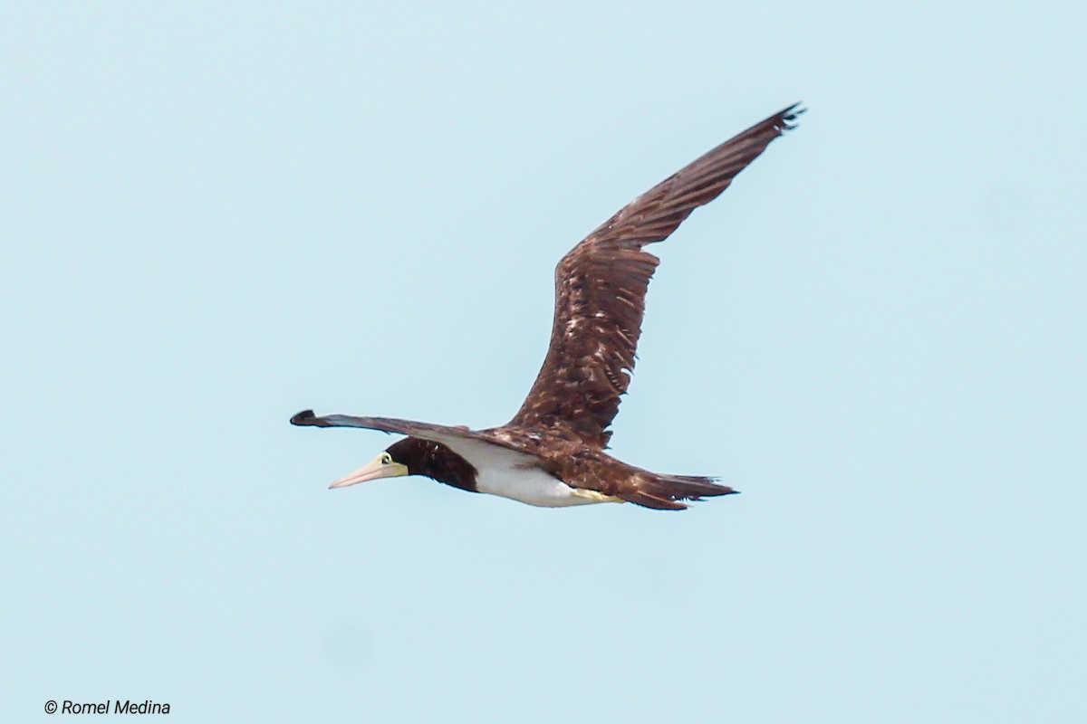 Brown Booby - ML613317984