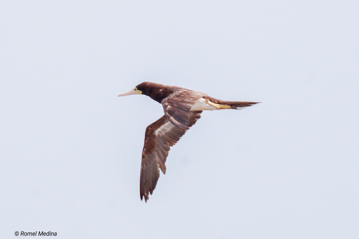 Brown Booby - ML613317987