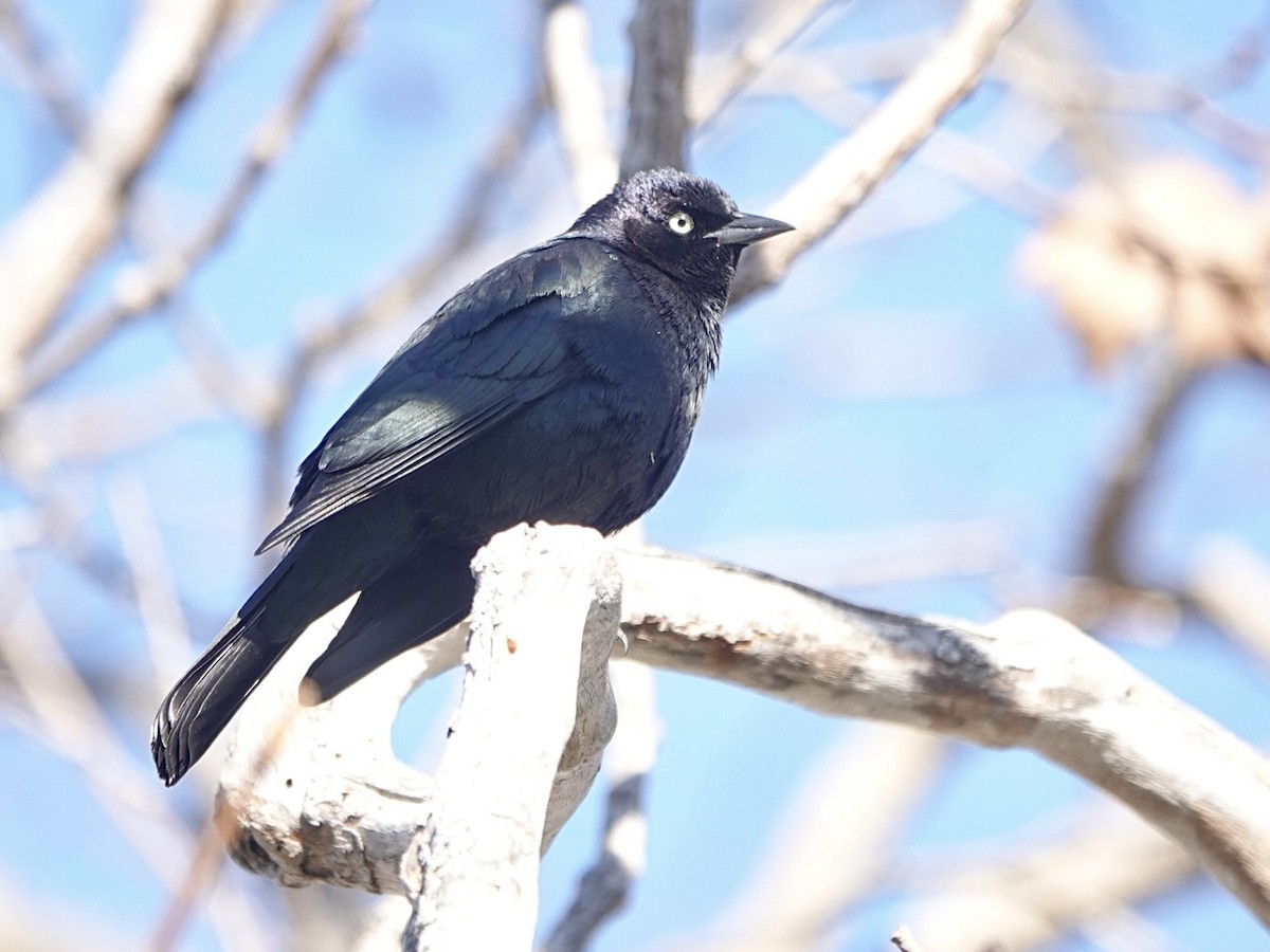 Brewer's Blackbird - ML613317997