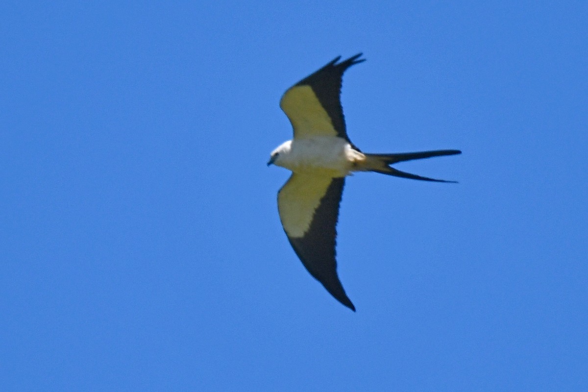 Swallow-tailed Kite - ML613318066