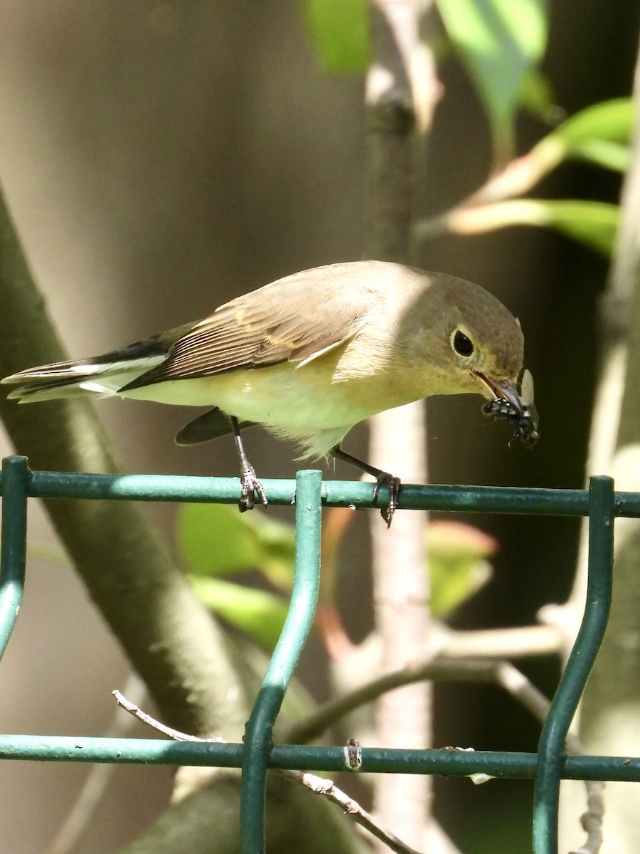 Red-breasted Flycatcher - ML613318086