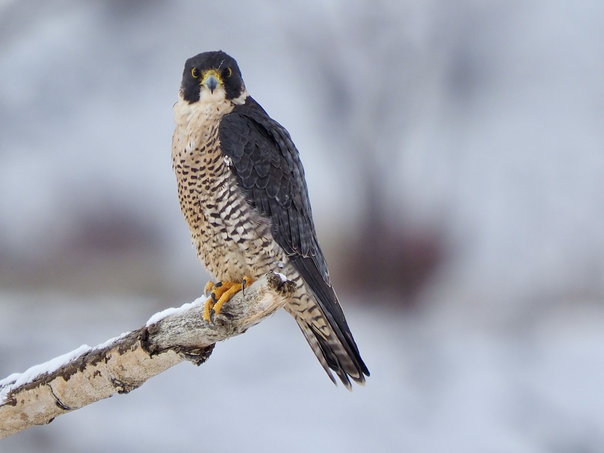 Peregrine Falcon - ML613318143