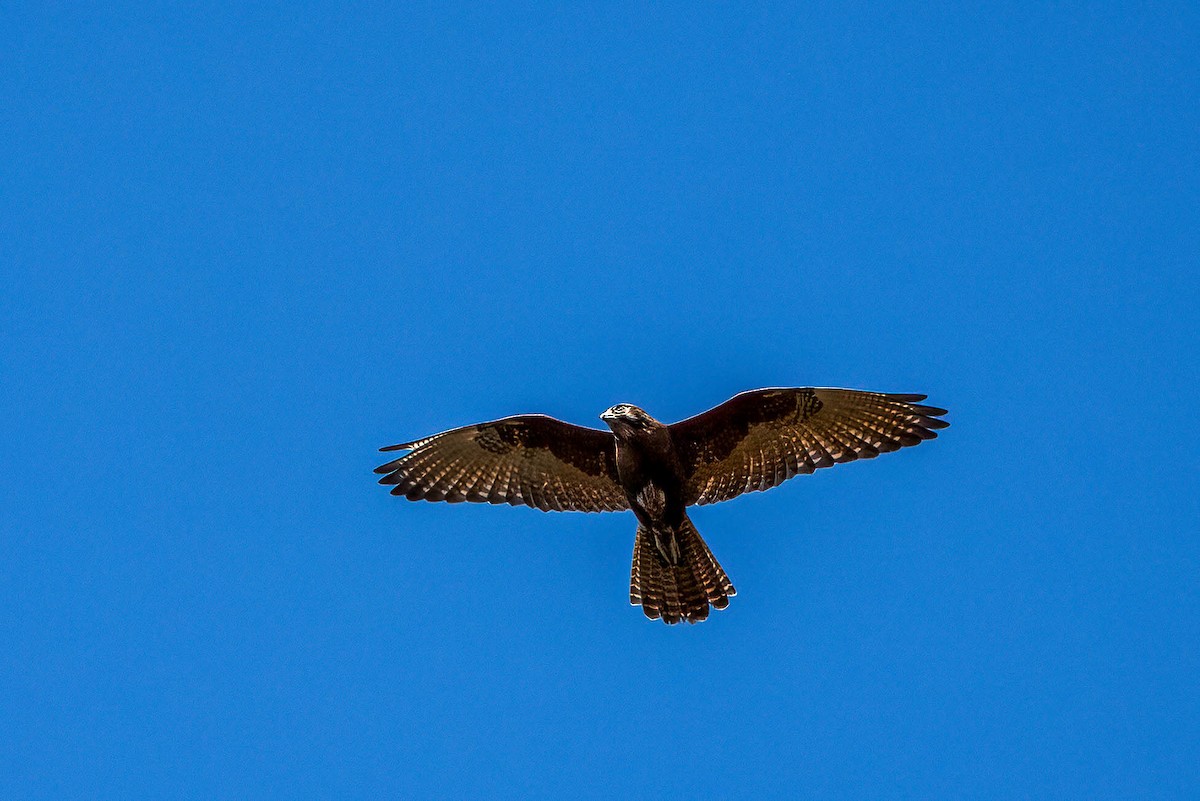 Brown Falcon - ML613318228