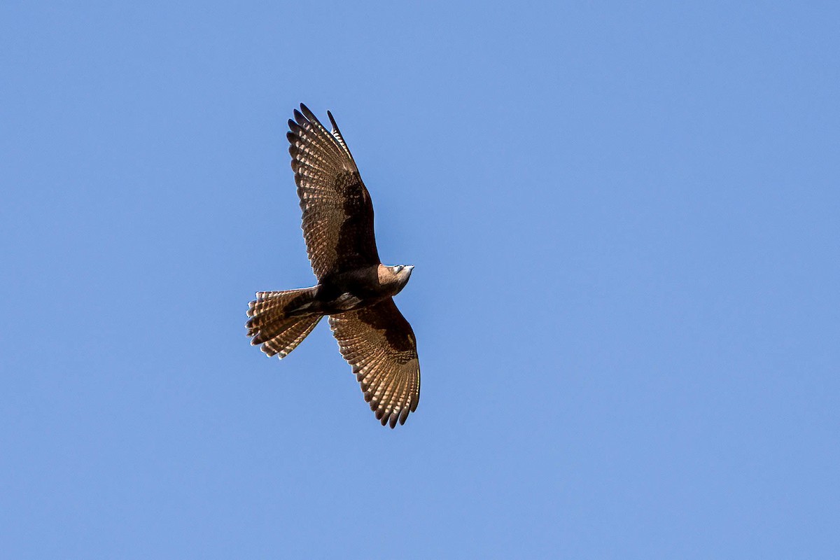 Brown Falcon - Gustino Lanese