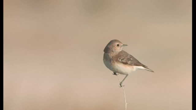 Pied Wheatear - ML613318231