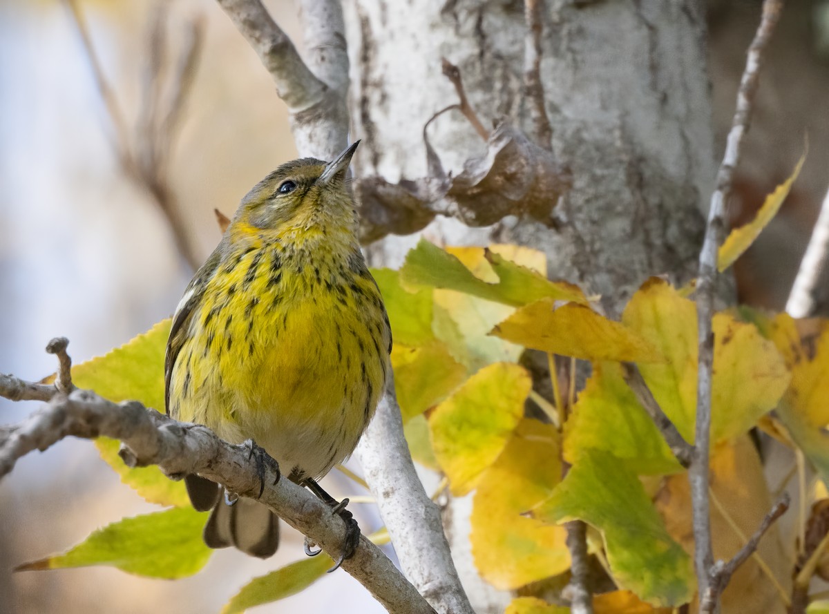 Cape May Warbler - ML613318260