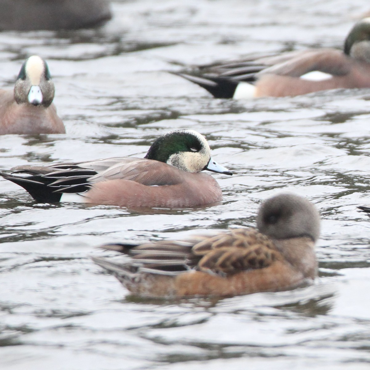American Wigeon - ML613318278