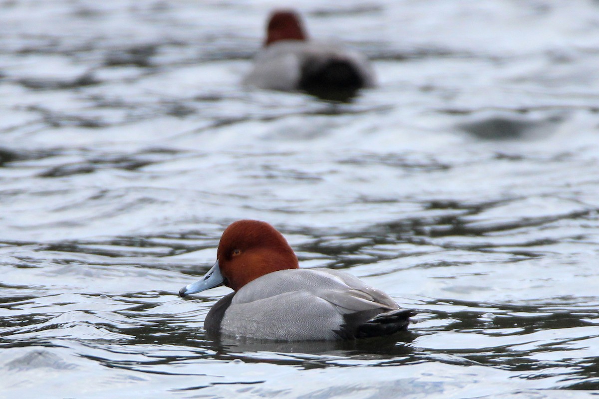 Redhead - ML613318287