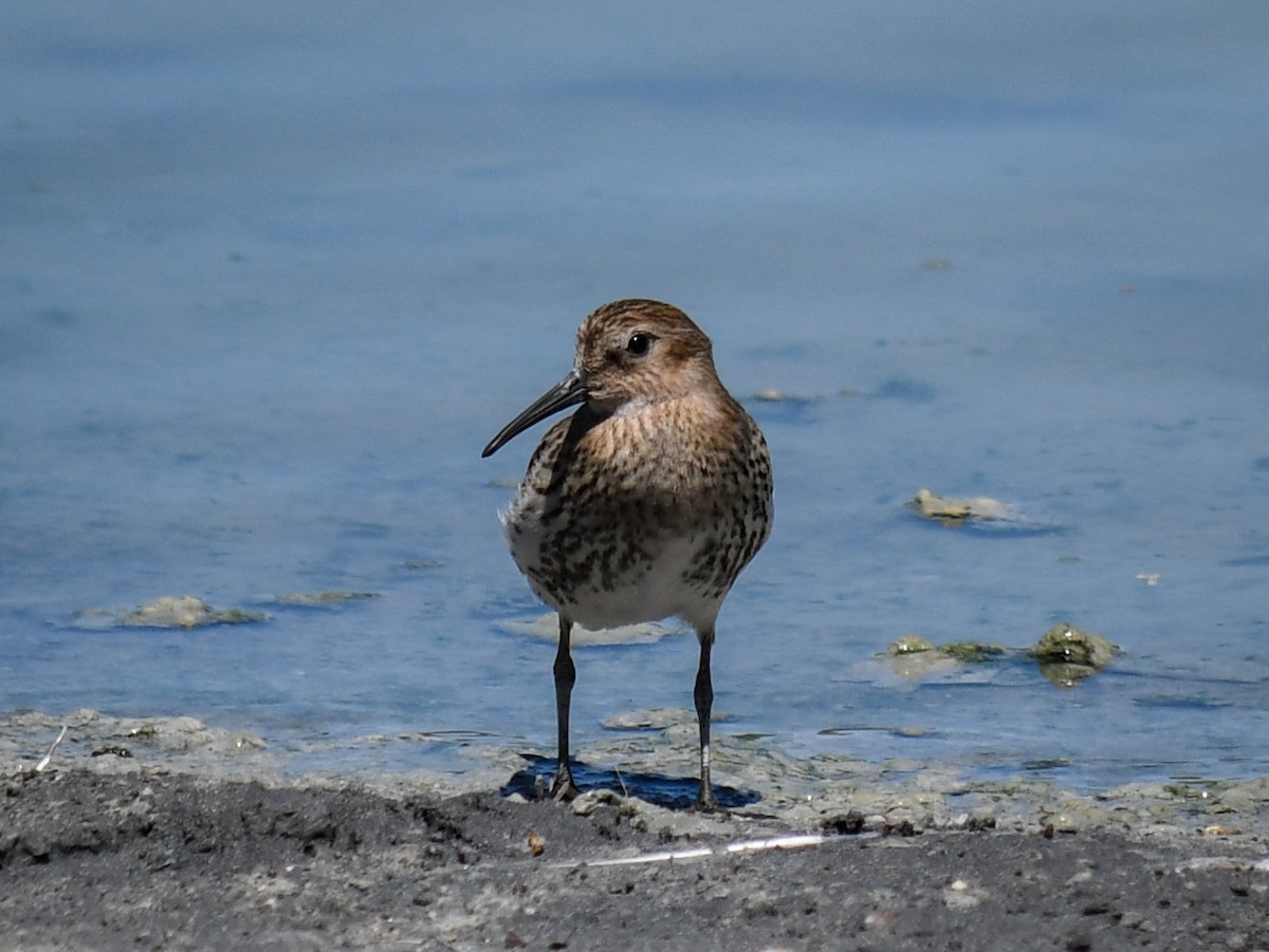 Dunlin - ML613318332