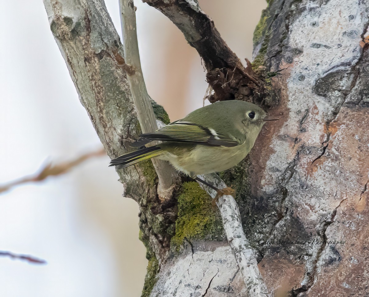 Ruby-crowned Kinglet - ML613318370