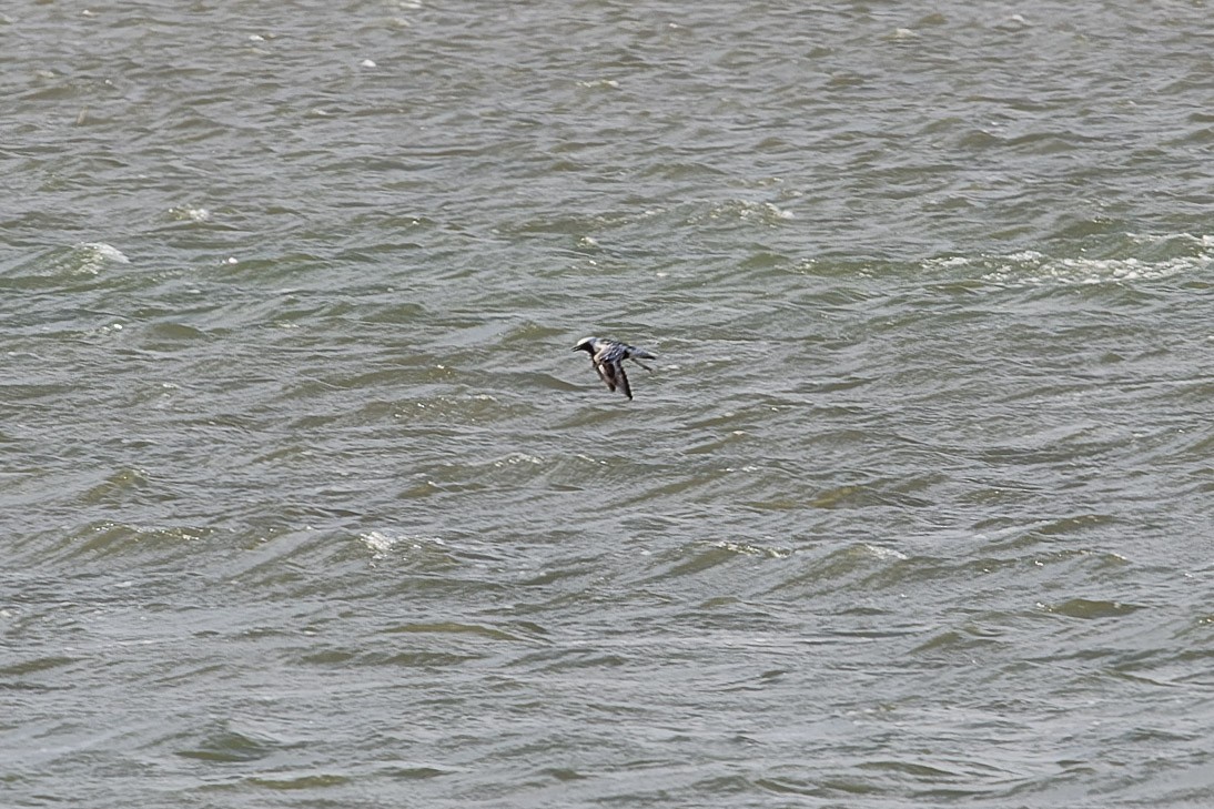 Black-bellied Plover - ML613318458