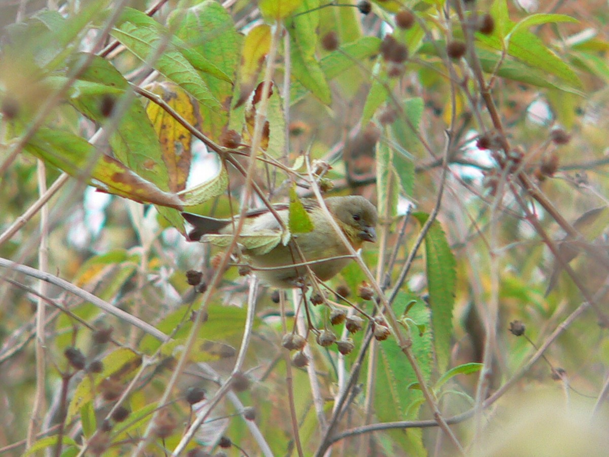 passerine sp. - ML613318468