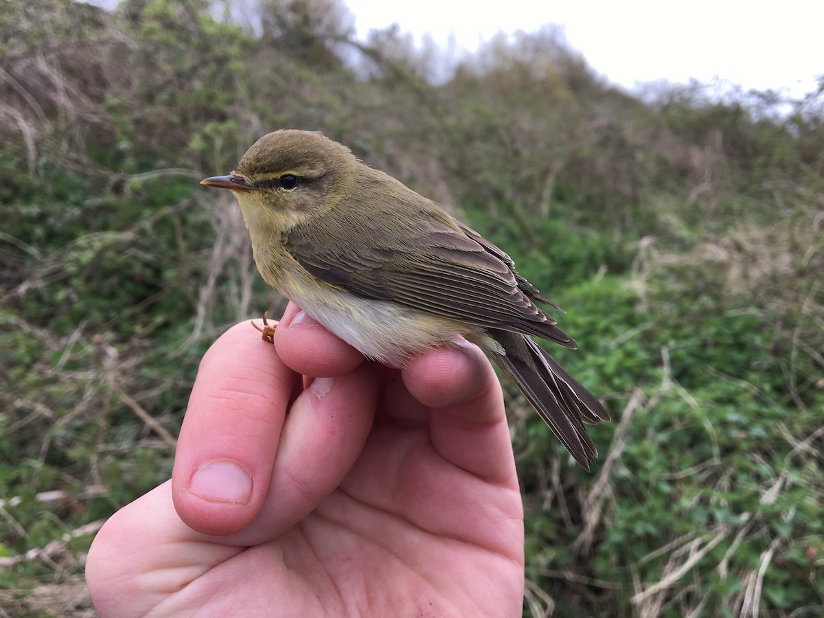 Willow Warbler - ML613318481