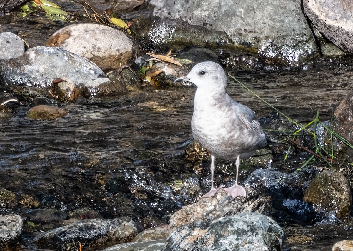 Short-billed Gull - ML613318502