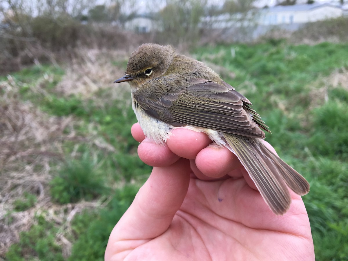 Common Chiffchaff - ML613318525