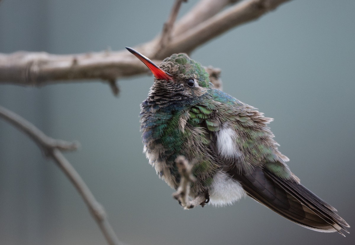 Colibrí Piquiancho Común - ML613318551