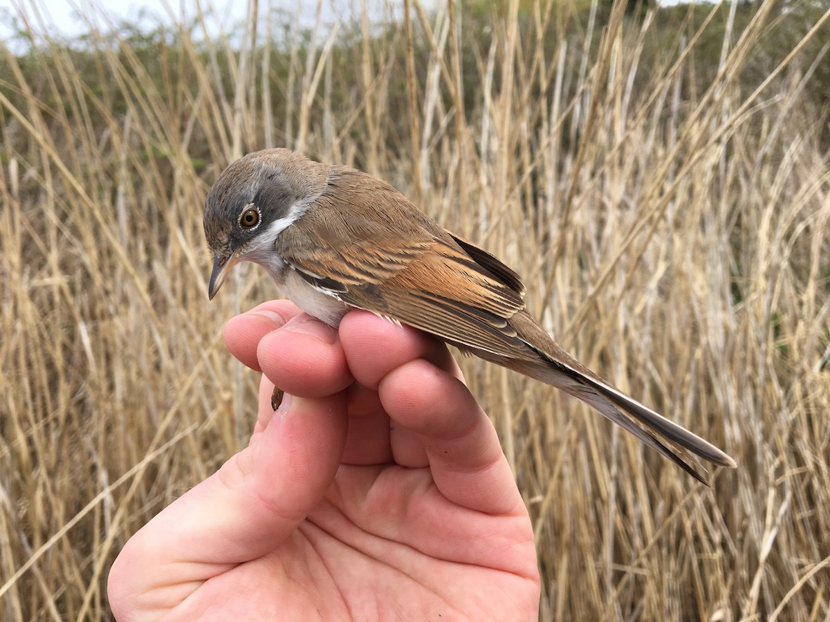 Greater Whitethroat - ML613318556